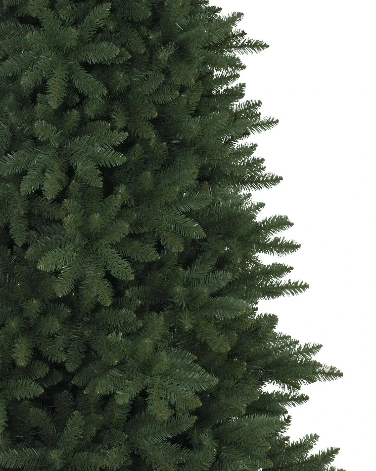 Berkshire Mountain Fir Trees